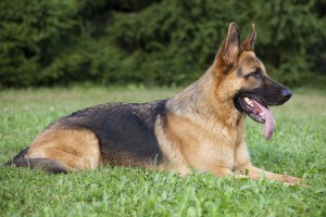 German Shepherd laying on the green grass.