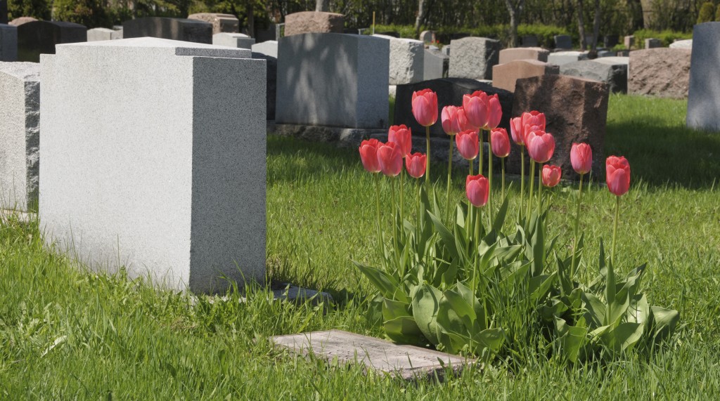 Tulips at the cemetery