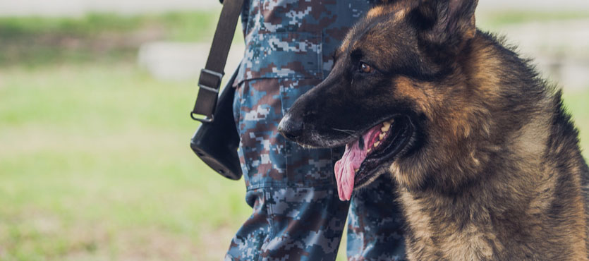 Four-Legged Soldiers Flood Southwest Asia