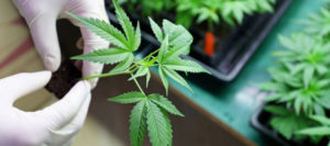 Should TBI Patients Use Marijuana to Alleviate Their Symptoms?