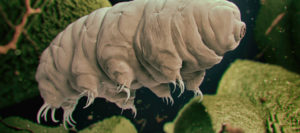 ‘Wacky’ Tardigrade Experiment May Help TBI Victims