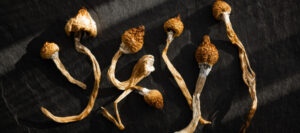 Ecstasy, Magic Mushrooms, the Land Down Under, and PTSD